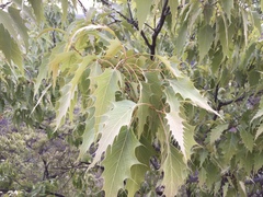 Quercus albocincta