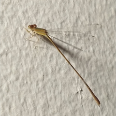 Leptobasis vacillans