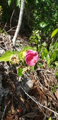 Hibiscus lavateroides