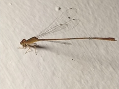 Leptobasis vacillans