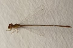 Leptobasis vacillans