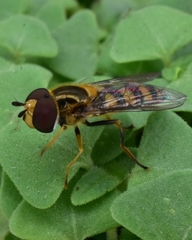 Eupeodes americanus