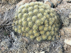 Echinocereus