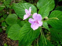 Impatiens sylvicola