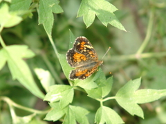 Phyciodes phaon