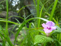 Impatiens sylvicola