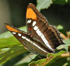 Adelpha bredowii