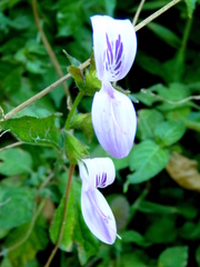 Hypoestes triflora