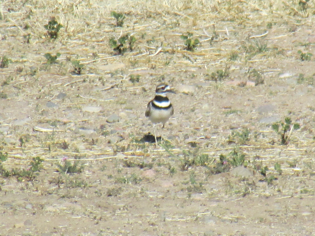 Killdeer from Peoria, AZ, USA on March 03, 2021 at 1055 AM by Della Killeen · iNaturalist
