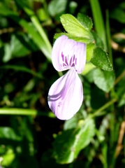 Hypoestes triflora