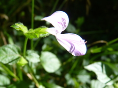 Hypoestes triflora