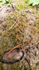 Dicranella staphylina