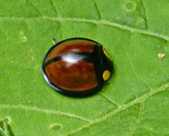 Mononeda ostrina