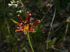 Tragopogon crocifolius
