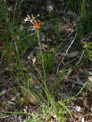 Tragopogon crocifolius