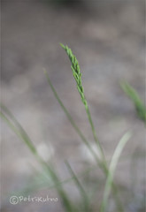 Elymus repens