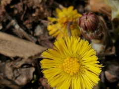 Tussilago farfara