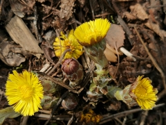 Tussilago farfara