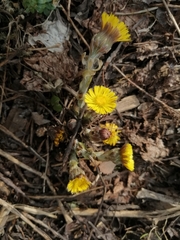 Tussilago farfara