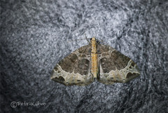 Ecliptopera capitata