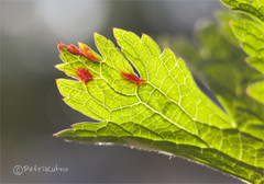 Venturia geranii