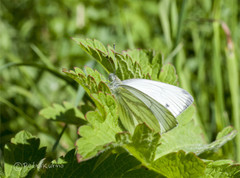 Pieris napi
