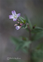 Epilobium collinum