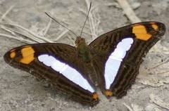 Adelpha naxia