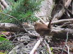 Troglodytes pacificus pacificus