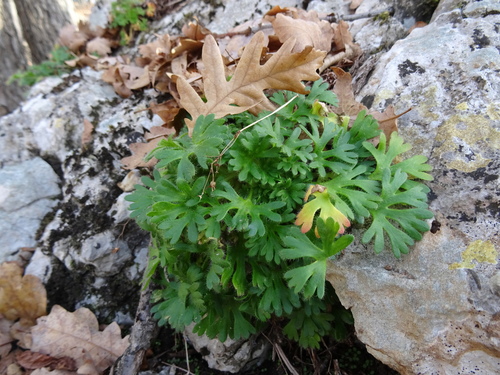 Image of Saxifraga irrigua by (c) Пані Тимошенко, some rights reserved (CC BY-SA)