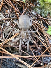 Chaetopelma olivaceum