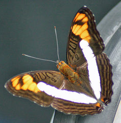 Adelpha phylaca phylaca