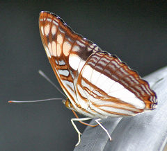 Adelpha phylaca phylaca