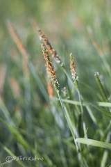 Alopecurus geniculatus