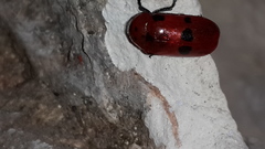 Clytra novempunctata