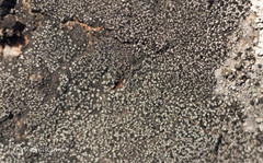 Rhizocarpon geminatum