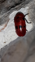 Clytra novempunctata