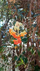Buddleja coriacea