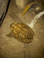 Rhinella horribilis