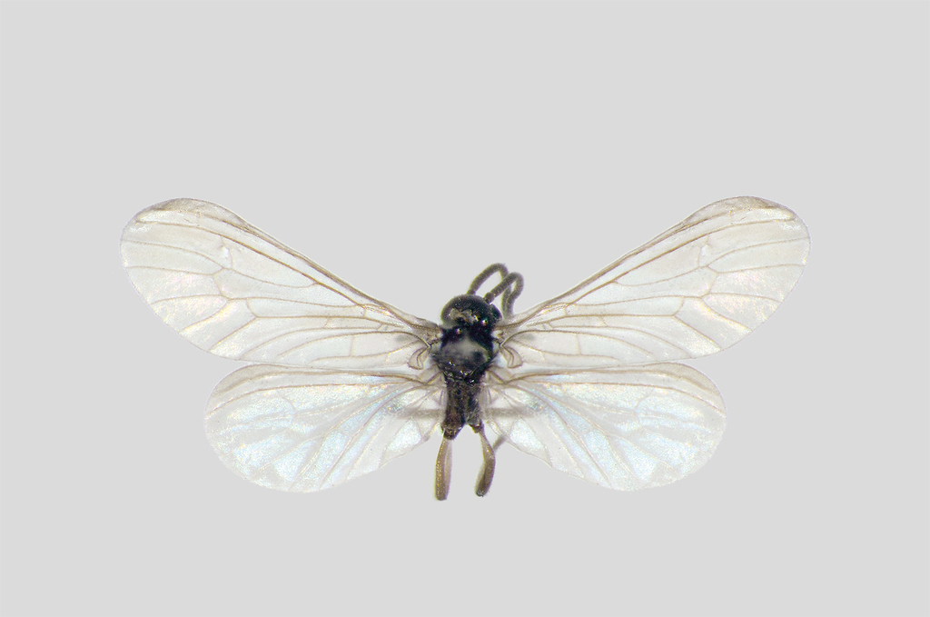 Parasemidalis fuscipennis