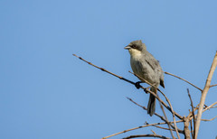 Microspingus cinereus