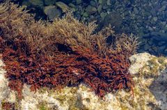 Cystoseira compressa