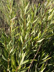 Fadogia