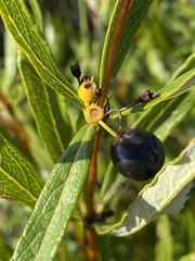 Fadogia
