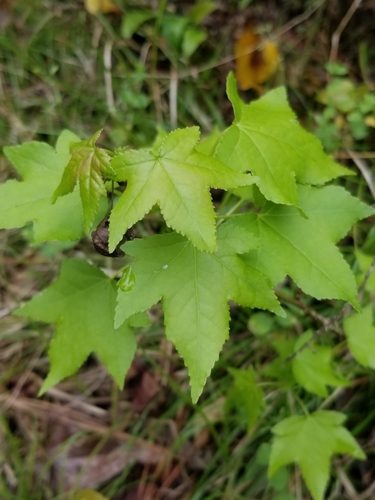 Altingiaceae image