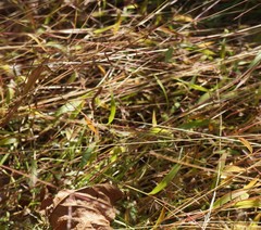 Microstegium vimineum