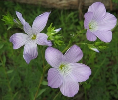 Linum hirsutum