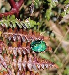 Erachtheus lutulentus