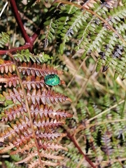 Erachtheus lutulentus