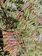 Erachtheus lutulentus